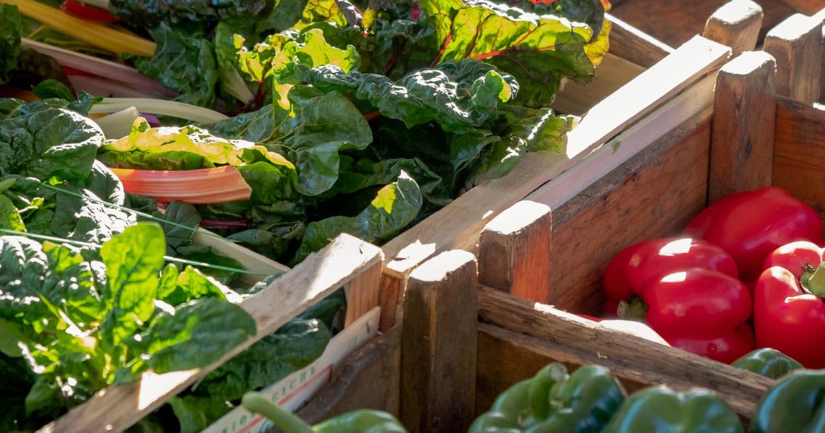 USDA FoodData Central database update showing Foundation Foods, SR Legacy, and Branded Foods data types